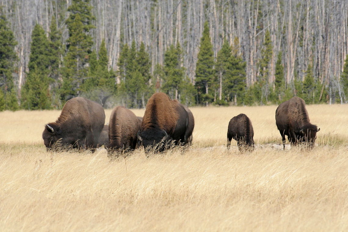 Buffalo troup This troup of buffalo, otherwise known as bisons, were spotted in Yellowstone National Park American Bison,American bison,Bison bison,Buffalo,National park,North America,United States,Yellowstone National park