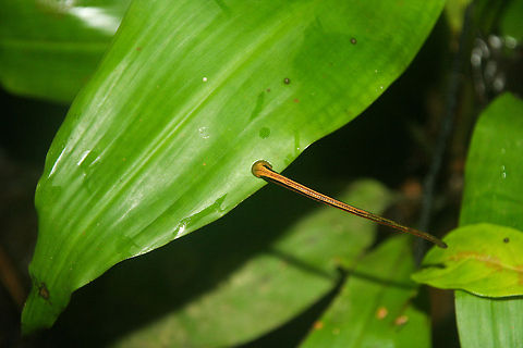 Leech on a leaf This blood leech was found scouting for fresh blood in a tropical rainforest in Sabah, Borneo Asia,Borneo,Haemadipsa picta,Leaf,Leech,Rainforest