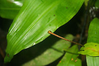Leech on a leaf This blood leech was found scouting for fresh blood in a tropical rainforest in Sabah, Borneo Asia,Borneo,Haemadipsa picta,Leaf,Leech,Rainforest