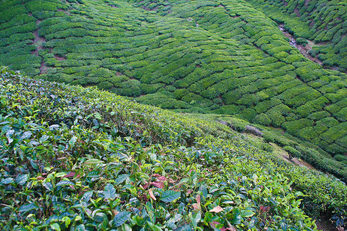 Tea plantation at Cameron Highlands This is a photo from the BOH tea plantation in Cameron Highlands, Malaysia Camellia sinensis,Cameron Highlands,Geotagged,Malaysia,Tea plantation