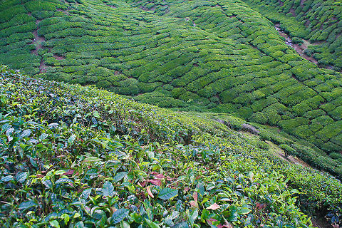 Tea plantation at Cameron Highlands This is a photo from the BOH tea plantation in Cameron Highlands, Malaysia Camellia sinensis,Cameron Highlands,Geotagged,Malaysia,Tea plantation