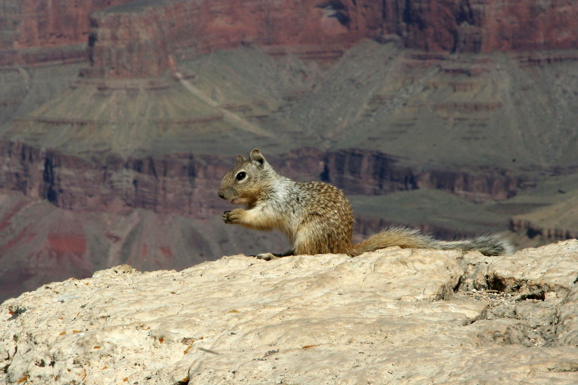 Squirrel looking over the edge This squirrel was enjoying the view of the Grand Canyon, while sitting at the very edge of the cliff, seemingly fearless Grand Canyon,National park,North America,Squirrel,United States