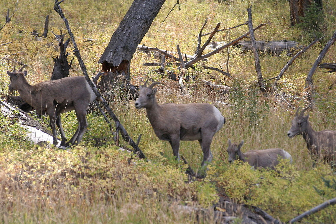 Bighorn Sheep These bighorn sheep were spotted in Yellowstone National Park Bighorn sheep,Goats,National park,North America,Ovis canadensis,United States,Yellowstone National park
