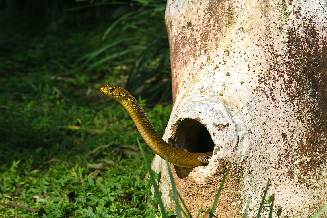 Two snakes popping out These two snakes were captured on camera in the Bannerghatta Zoo, on the south of Bangalore, India Bangalore,Bannerghatta,Geotagged,India,Indian Rat Snake,Oriental Ratsnake,Oriental ratsnake,Ptyas mucosa,Ptyas mucosus,Reptiles,Snakes