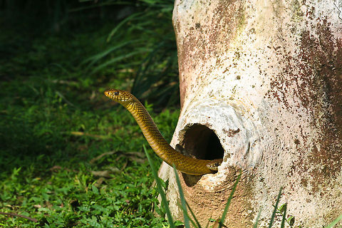 Oriental ratsnake