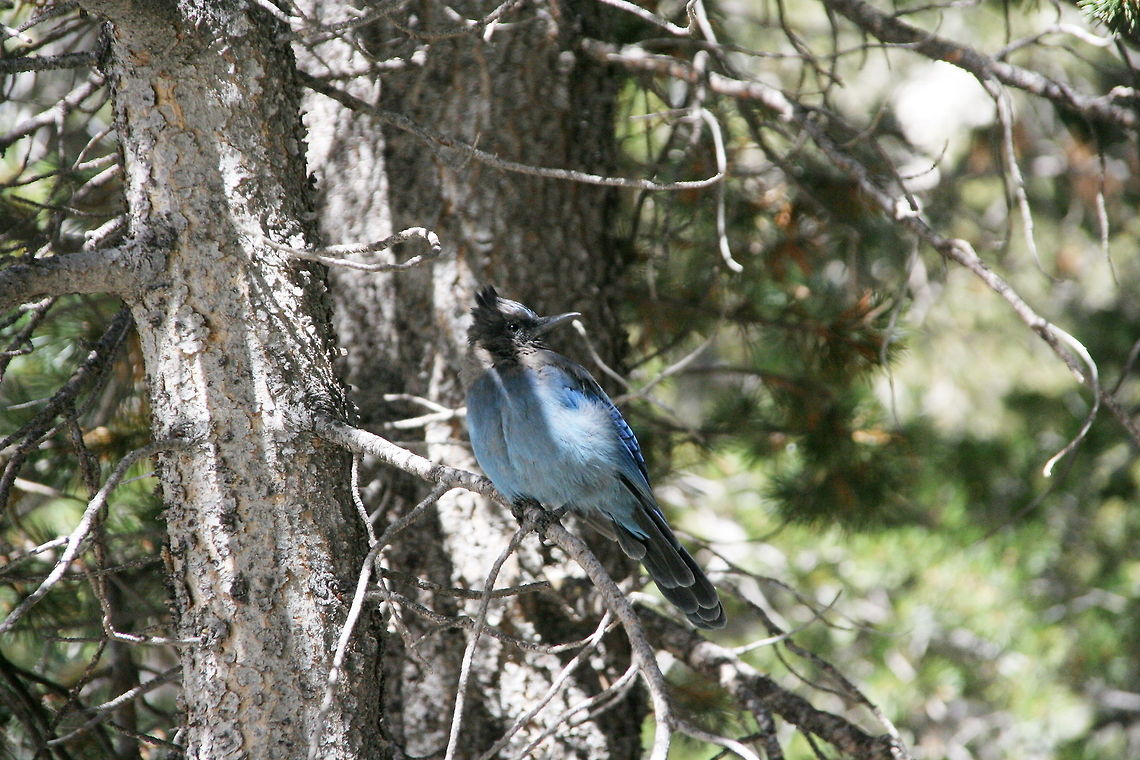 Blue bird in a pine tree This blue bird was encountered on the Tioga pass leading towards Yosemite National Park Birds,Cyanocitta stelleri,National park,North America,Stellers Jay,Tioga Pass,United States,Yosemite