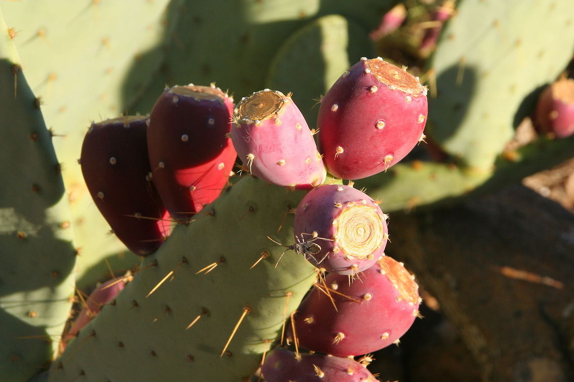 Cactus fruit This cactus fruit was photographed on a cactus in the desert of Arizona Arizona,Cactus,Desert,Fruit,North American River Otter,United States