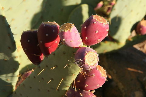 Cactus fruit This cactus fruit was photographed on a cactus in the desert of Arizona Arizona,Cactus,Desert,Fruit,North American River Otter,United States