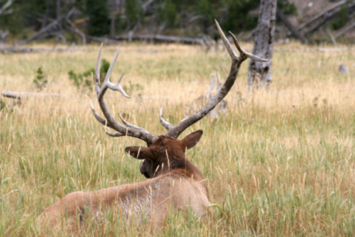 Male deer from behind Male deer shot from behind, at Yellowstone National Park Antlers,Behind,Cervus canadensis,Deer,Elk,Mammals,North America,Yellowstone National Park