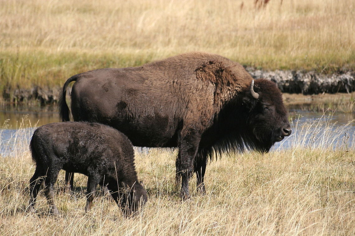 Mother bison and her child Mother bison grazing away on the plains of Yellowstone National Park, alongside her child American Bison,Bison bison,Child,National park,North America,United States,Yellowstone national park