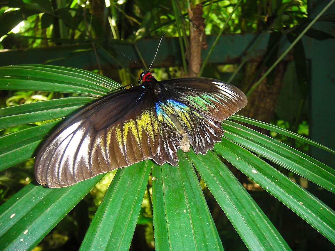Colorful Butterfly This large and beautiful butterfly was spotted in the KL butterfly park Asia,Butterfly,Insects,Malaysia,Raja Brookes Birdwing,Rhopalocera,Trogonoptera brookiana