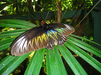 Colorful Butterfly This large and beautiful butterfly was spotted in the KL butterfly park Asia,Butterfly,Insects,Malaysia,Raja Brookes Birdwing,Rhopalocera,Trogonoptera brookiana