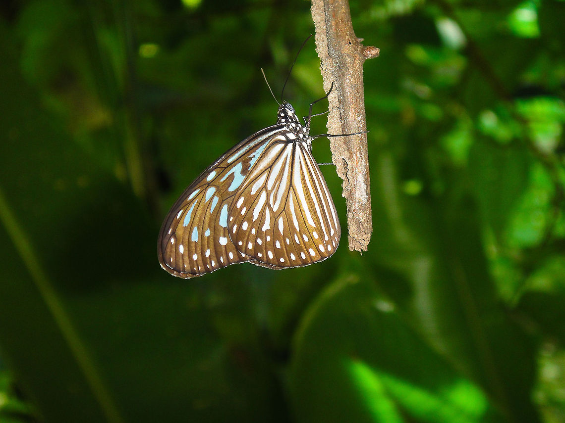 Butterfly on a branch This butterfly sitting on a branch was spotted in the KL butterfly park Asia,Butterfly,Euploea mulciber,Insects,Malaysia,Rhopalocera,Striped Blue Crow