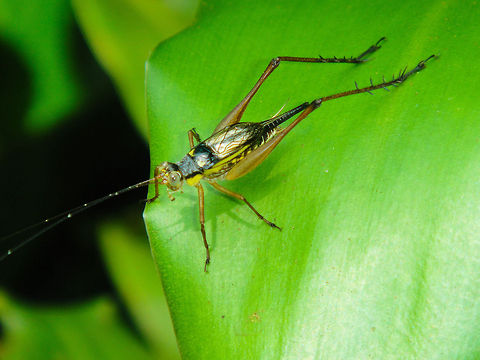 Cricket on a leaf This large insect was spotted in Kuala Lumpur, Malaysia Asia,Bugs,Common Bush Cricket,Cricket,Insects,Malaysia,Nisitrus vittatus