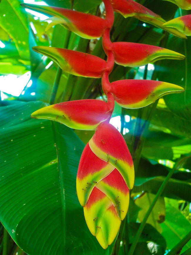 Colorful Exotic Flower This strange and exotic flower was found in Kuala Lumpur, Malaysia Asia,False-bird-of-paradise,Flowers,Geotagged,Heliconia rostrata,Lobster claw,Malaysia,Plants