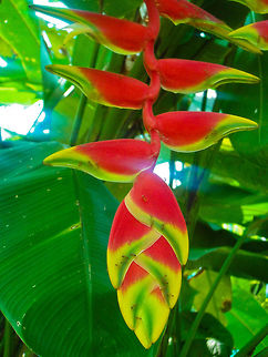 Colorful Exotic Flower This strange and exotic flower was found in Kuala Lumpur, Malaysia Asia,False-bird-of-paradise,Flowers,Geotagged,Heliconia rostrata,Lobster claw,Malaysia,Plants