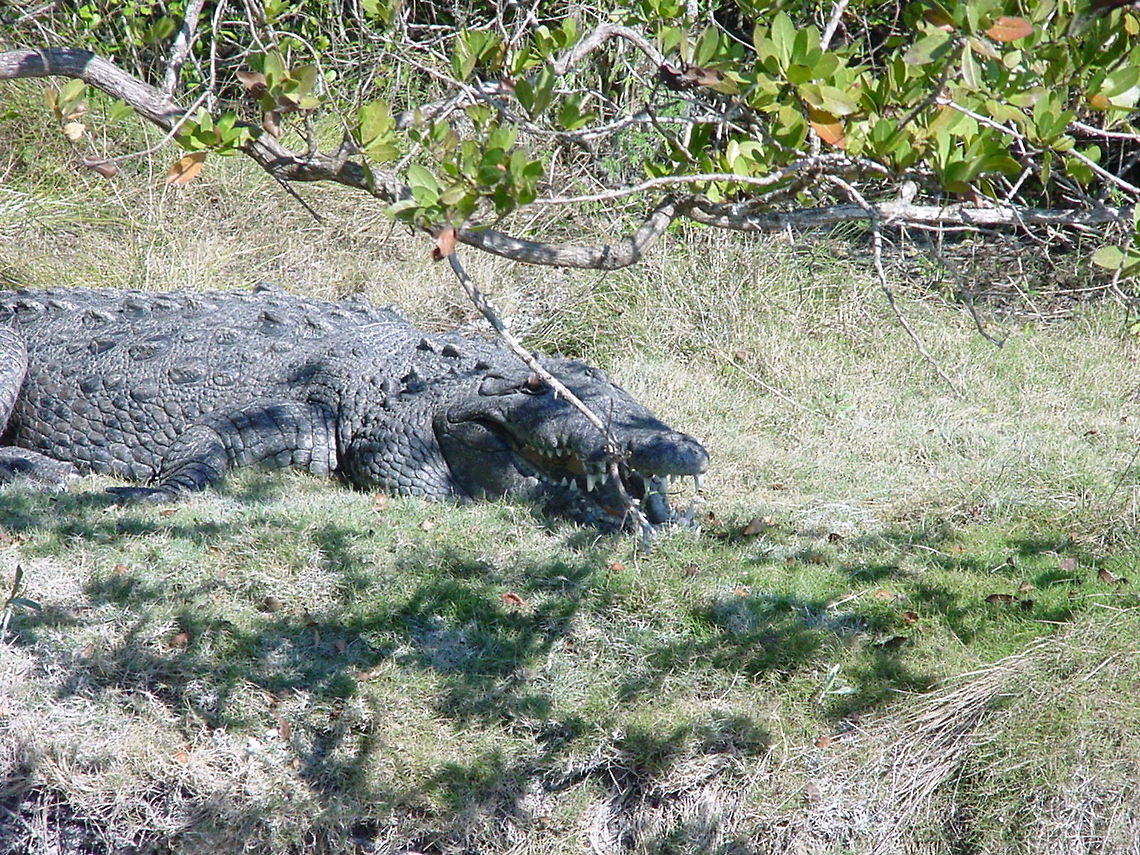 Crocodile on the shore This crocodile is sunbathing on the shore of a river arm in the Everglades, Florida American Crocodile,Crocodylus acutus,Everglades,Florida,Geotagged,North America,United States