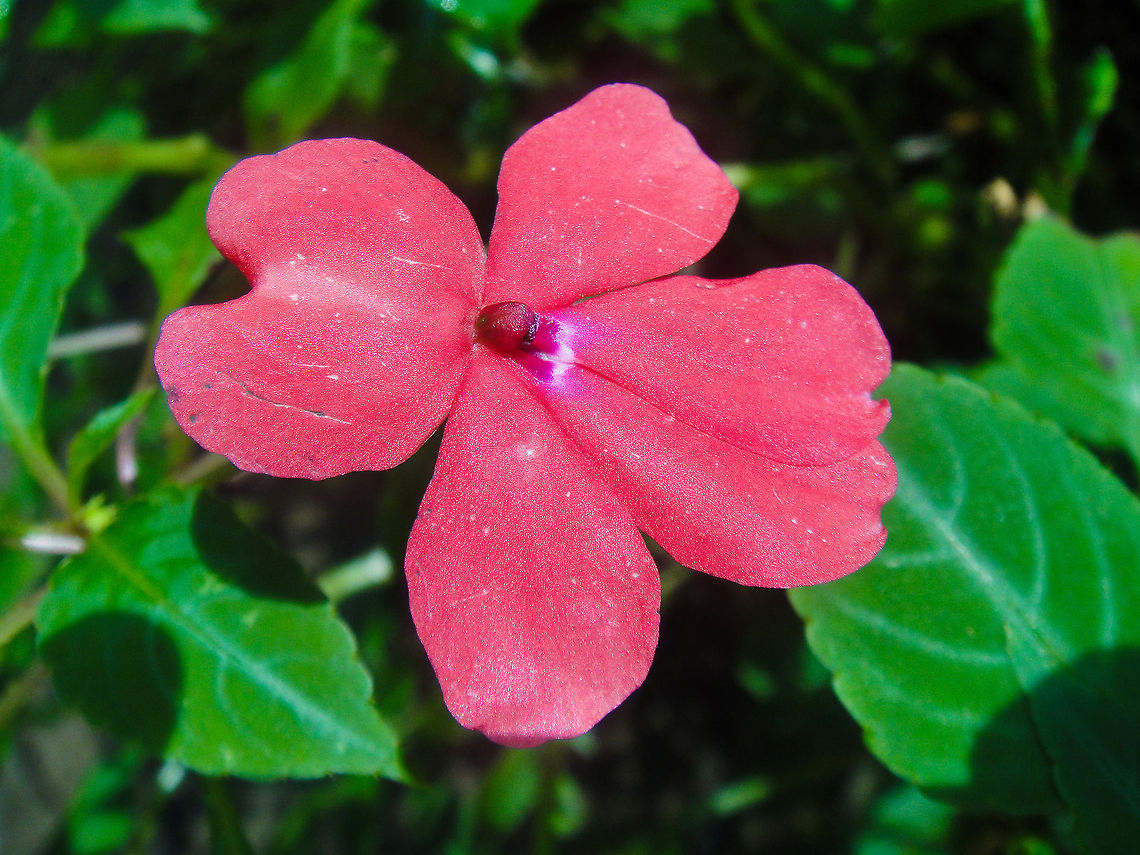 Pink Flower This nice pink flower was found in Kuala Lumpur, Malaysia Asia,Busy Lizzy,Flowers,Impatiens walleriana,Malaysia,Plants