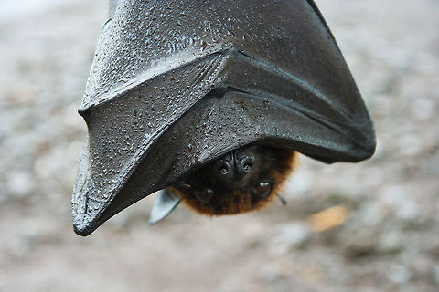 Bat closeup This is a closeup of a bat hanging on a branch Asia,Bali,Bats,Black Flying-fox,Cynopterus brachyotis,Geotagged,Indonesia,Lesser short-nosed fruit bat,Mammals,Pteropus alecto