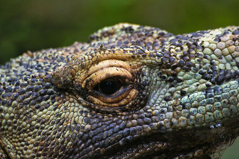 Komodo Dragon Closeup Closeup of a Komodo Dragon, spotted in Bali, Indonesia Asia,Bali,Indonesia