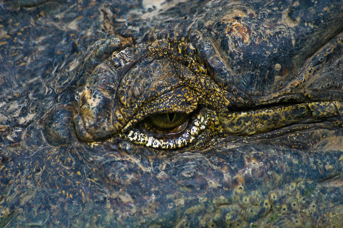 Extreme Closeup Crocodile Extreme closeup of a crocodile, spotted in a reptile park in Bali, Indonesia Asia,Bali,Crocodile,Indonesia,Reptiles