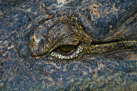Extreme Closeup Crocodile Extreme closeup of a crocodile, spotted in a reptile park in Bali, Indonesia Asia,Bali,Crocodile,Indonesia,Reptiles