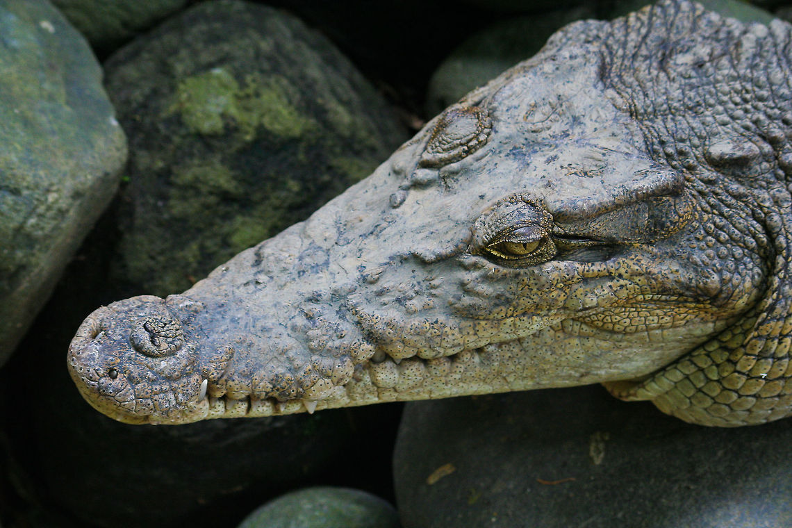 Crocodile Closeup This crocodile face was captured on digital film in a reptile park in Bali, Indonesia Asia,Bali,Crocodile,Crocodylus porosus,Indonesia,Reptiles,Saltwater crocodile