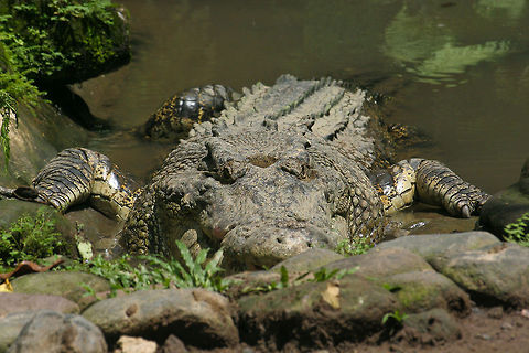 Crocodile on shore This crocodile was photographed at a reptile park in Bali, Indonesia Asia,Bali,Crocodile,Crocodylus porosus,Indonesia,Reptiles,Saltwater crocodile