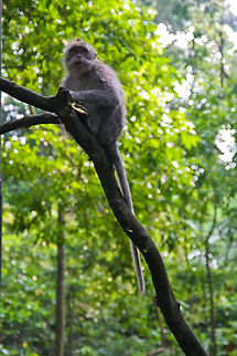 Longtail Macaque on a branch This longtail macaque was sitting on a branch in a forest in Bali when I took this picture Asia,Bali,Crab-eating macaque,Indonesia,Longtail Macaque,Macaca fascicularis,Macaque,Mammals