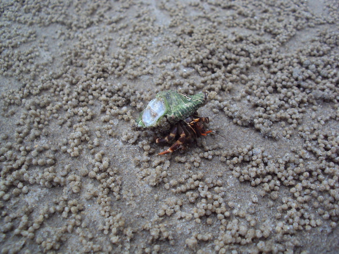 Hermit Crab on the Beach This Hermit Crab was spotted on the beach of Bako National Park in Sarawak Borneo. The little sand beads on the photo are actually produced by these little crabs. They dig holes in the beach sand and roll small beads of sand out of the hole. Asia,Borneo,Crabs,Hermit Crab,Malaysia,Sarawak
