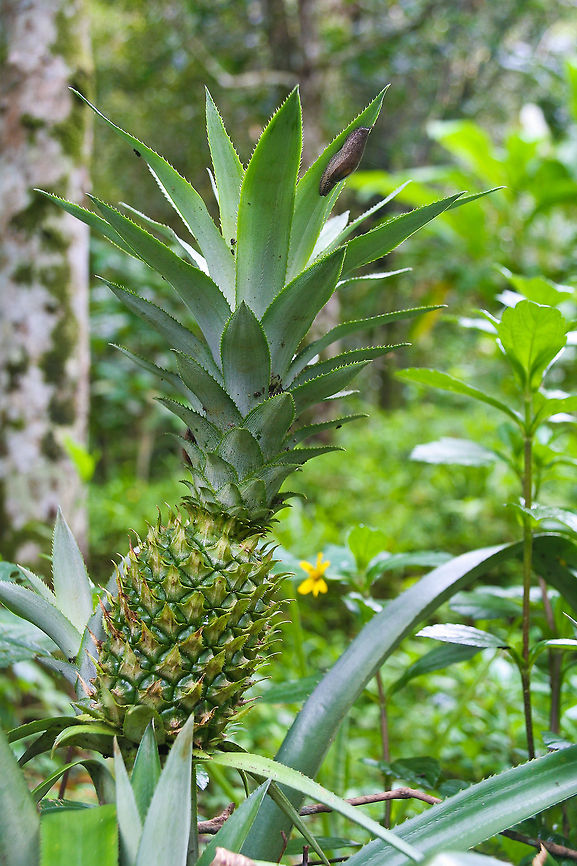 Young Pineapple This is a young pineapple, not ripe yet. It was found growing in a small farmer plantation in central Bali, Indonesia Ananas comosus,Asia,Bali,Fruit,Indonesia,Pineapple,Plants
