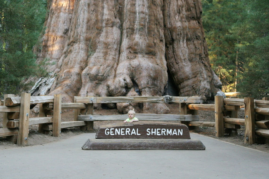Biggest tree on earth This is the biggest tree and biggest living organism in existence on earth. The little girl on the picture is my daughter, 1 year old at the time. This picture was taken at Sequoia National Park  Big trees,National Park,North America,Sequoia,Sequoiadendron giganteum,United States