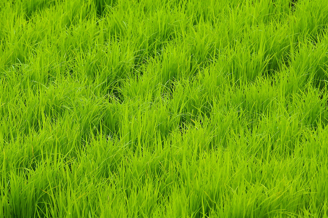 Rice Plants Closeup of a rice paddy showing the lush green rice plants Asia,Bali,Closeup,Geotagged,Indonesia,Oryza sativa,Rice Plants