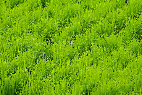 Rice Plants Closeup of a rice paddy showing the lush green rice plants Asia,Bali,Closeup,Geotagged,Indonesia,Oryza sativa,Rice Plants