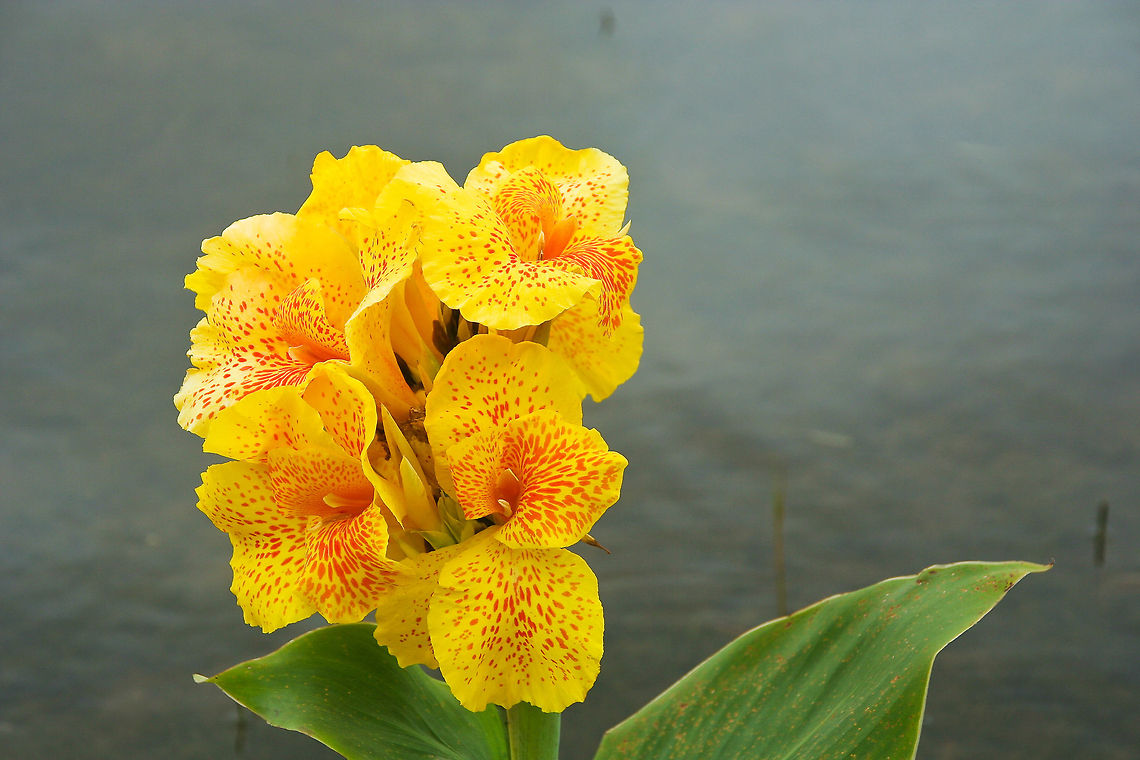 Beautiful Patterned Flowers These beautiful flowers were spotted in Bali, Indonesia Asia,Bali,Canna indica,Flowers,Indonesia,Plants