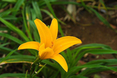 Nice Yellow Flower This nice yellow flower was photographed in Bali, Indonesia Asia,Bali,Flowers,Indonesia,Plants