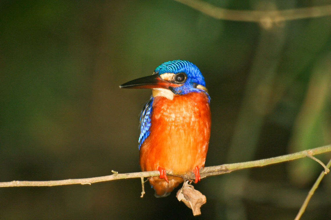 Kingfisher on a branch This kingfisher was sitting on a branch of a mangrove tree on the bank of the Kinabatangan river in Sabah, Borneo Alcedinidae,Alcedo meninting,Asia,Birds,Blue-eared Kingfisher,Borneo,Geotagged,Indonesia,Kingfisher,Malaysia