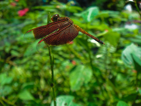Dragonfly in flight  Asia,Geotagged,Malaysia,Neurothemis fluctuans,Red Grasshawk