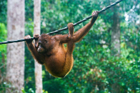 Orang Utan hanging around This Orang Utan was hanging around in the rainforest near the Sepilok Orang Utan rehabilitation centre in Sabah, Borneo Asia,Borneo,Malaysia,Orangutan,Rainforest,Sepilok