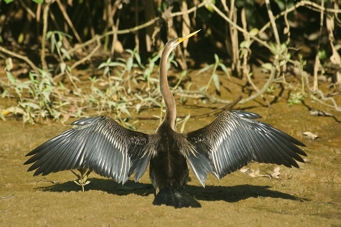 Oriental Darter drying his wings in the sun This Oriental Darter was spotted at a sand bank on the Kinabatangan river in Sabah, Borneo drying his wings after a dip in the river to search for fish. Anhinga melanogaster,Asia,Borneo,Oriental Darter