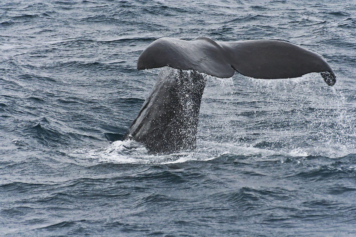 Whale showing tail fin This picture was shot on a whale watching expedition in Andenes, Norway. The boat was approximately 2,5 hours from the shore when this whale was spotted Andenes,Europe,Geotagged,Norway,Sperm Whale,whale