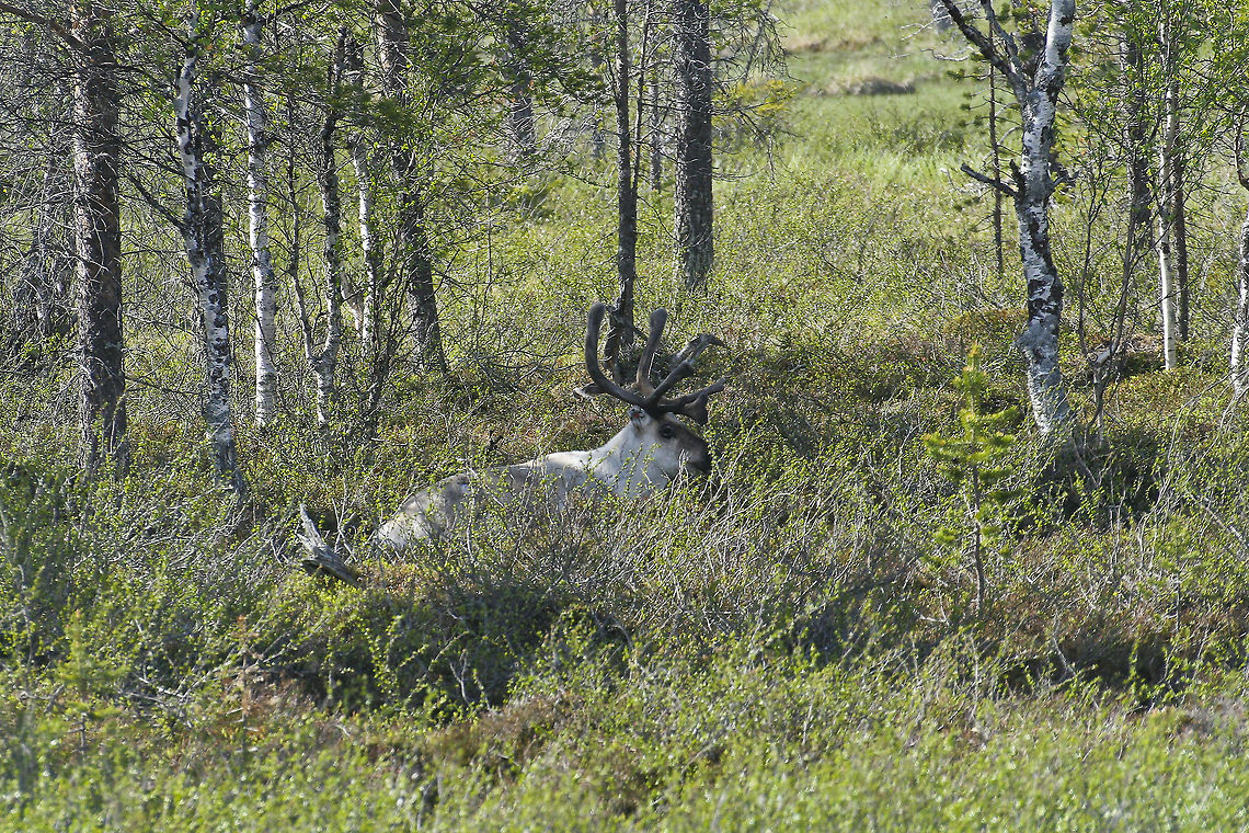 Reindeer in forest This reindeer was caught on camera in central Finland Europe,Finland,Forest,Mammals,Rangifer tarandus,Reindeer