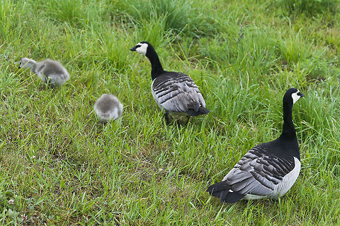 Geese with chicks These geese with chicks were shot in a park in Helsinki Barnacle Goose,Branta leucopsis,Chick,Europe,Finland,Geotagged,Goose,Helsinki