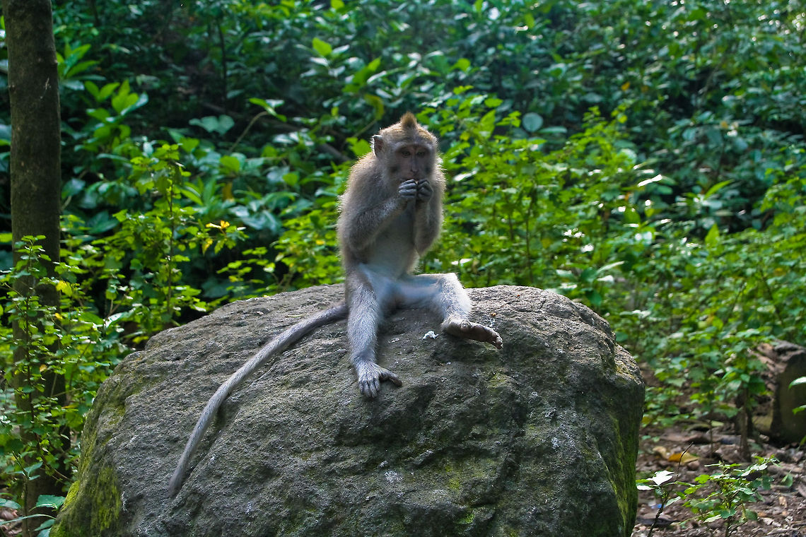 Macaque on a rock It seems macaques are always eating. This one is also putting something in his mouth Asia,Bali,Indonesia,Longtail Macaque,Macaque,Mammals