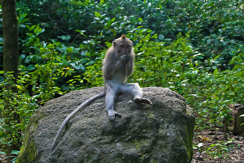 Macaque on a rock It seems macaques are always eating. This one is also putting something in his mouth Asia,Bali,Indonesia,Longtail Macaque,Macaque,Mammals
