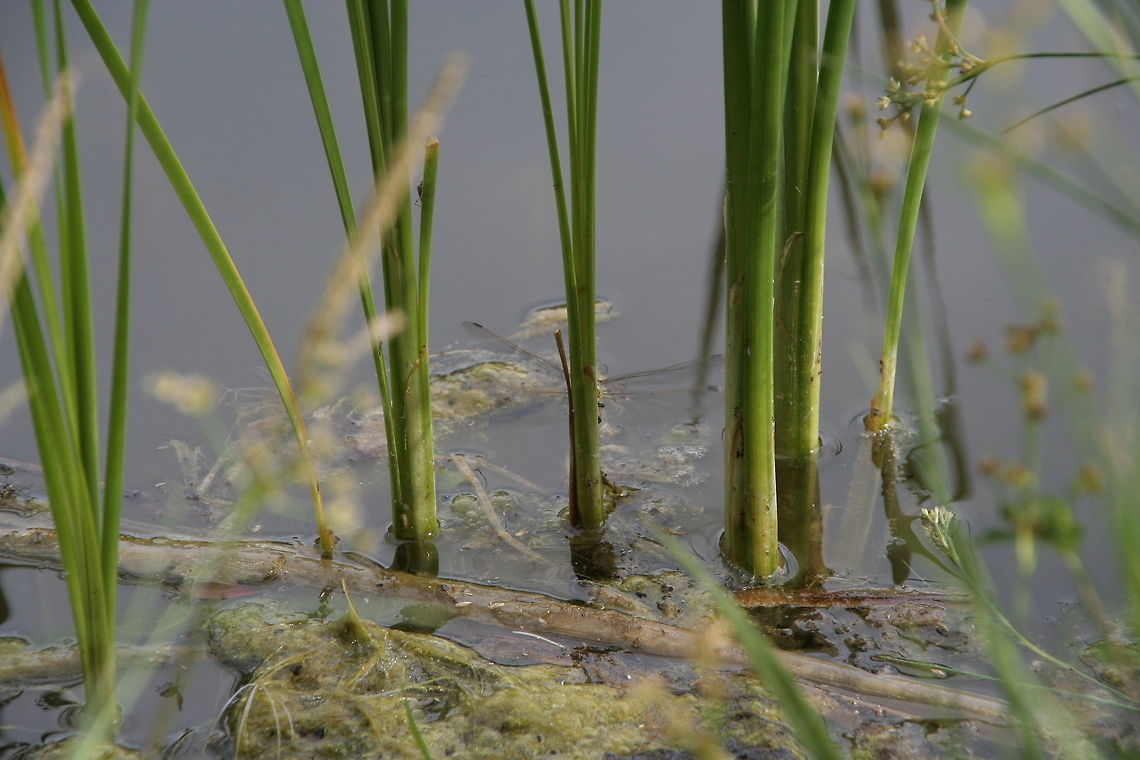 Spot the dragonfly Can you find the dragonfly hidden in this picture of water plants? Dragonfly,Europe,The Netherlands