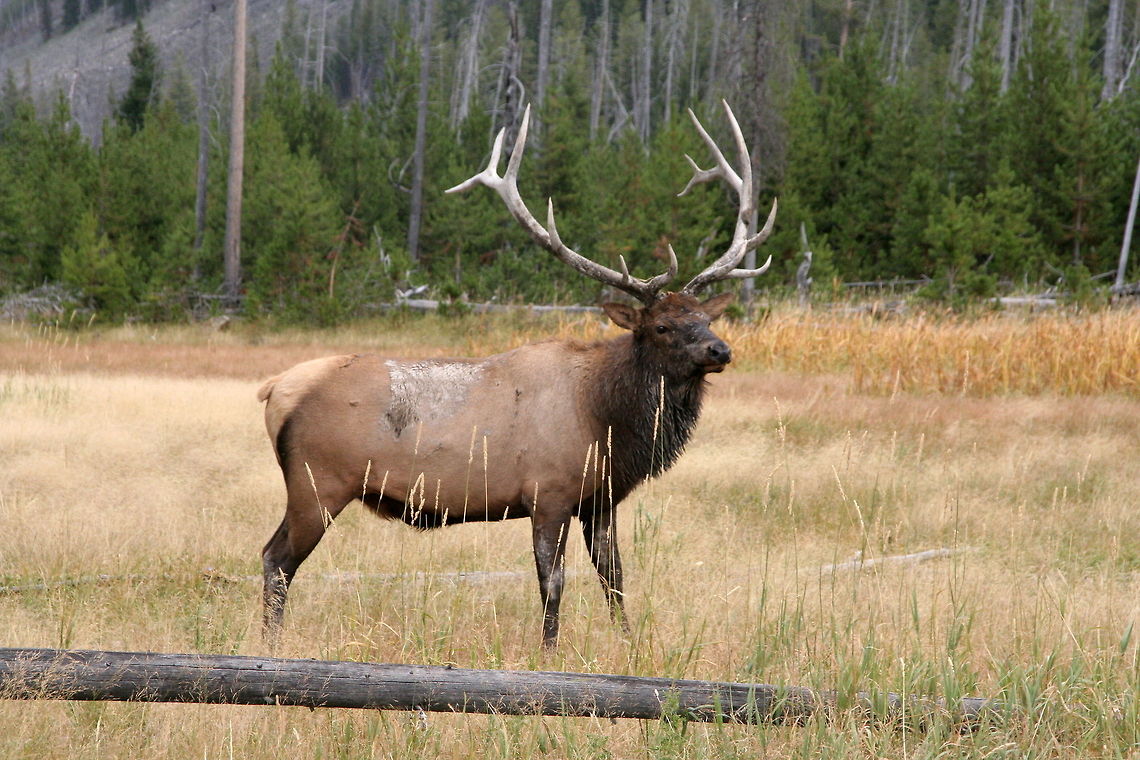 Bull Elk This deer has pretty large antlers if I say so myself Cervus canadensis,Elk,National park,North America,United States,Yellowstone National Park