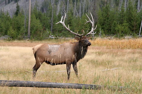 Bull Elk This deer has pretty large antlers if I say so myself Cervus canadensis,Elk,National park,North America,United States,Yellowstone National Park