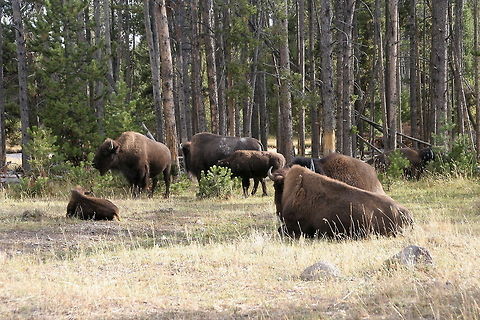 Bison troop A troop of american bisons or buffalos as they are also called American Bison,American bison,Bison bison,National park,North America,Troop,United States,Yellowstone National Park