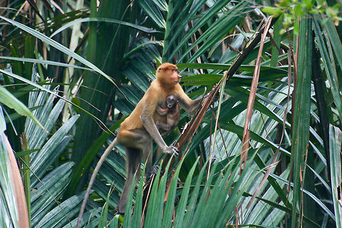 Proboscis monkey carrying her baby Proboscis monkey spotted on the bank of the Kinabatangan river in Sabah, Borneo carrying her young baby Asia,Baby,Borneo,Mammalia,Monkeys,Proboscis monkey